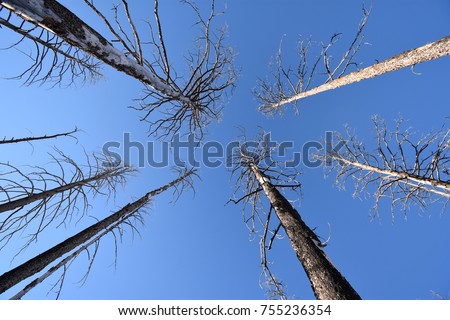 Looking up at charred pine trees.