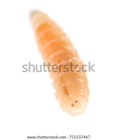 worm of maggots on a white background