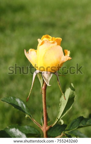 Closeup view of a beautiful yellow rose