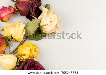 faded rose isolated on white background / dried rose flower with dried leafs isolated / Dried red rose on white background / seamless pattern close-up texture roses