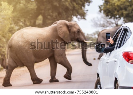 A tourist taking a picture of an elephant crossing the street