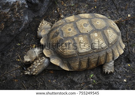 Tortoise in the wild 