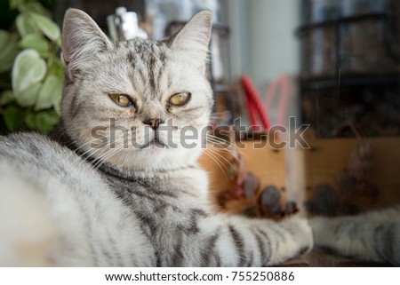 Cute cat in the coffee shop and lonely concept