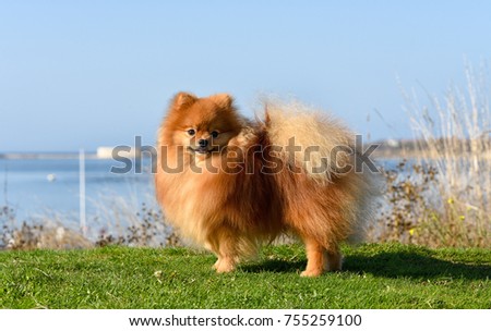 Beautiful dog, Pomeranian Spitz. Furry red-haired dog on a bright sunny day against the background of the sea stands on green grass.