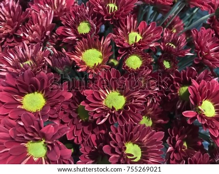 Closeup wine red  mum or chrysanthemum flowers Centered with yellow pollen .Colorful Mum or chrysanthemum flower background. Selective focus.