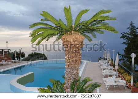 Palm tree against the evening sky. Palm trees by the pool before a thunderstorm.