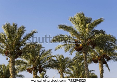 Date palm on the sky background