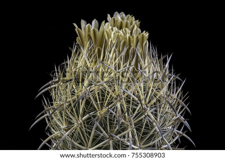 Close up of a Cactus in a pot , with flowers isolated in a black background