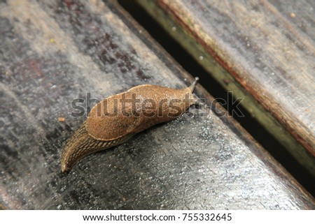 Beautiful snail slug 