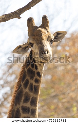 giraffe at the zoo
