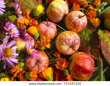 Beautiful photo with apples, red leaves, flowers calendula and herbs  on a wooden  background. Vintage art autumn background.Thanksgiving Day template.