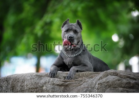 Funny portrait of dog with tongue hanging out Italian cane Corso blue color majestically rests on a grey stone in the Park on a summer day. Royalty-Free Stock Photo #755346370