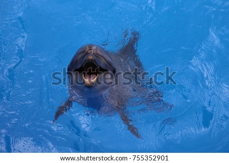 dolphin swimming in the blue water