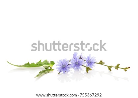 Chicory flowers isolated on white. Medicinal herbs. Coffee alternative.