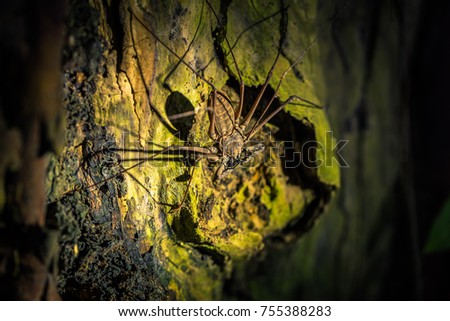 Giant Scorpion spider in the darkness of the Amazon rainforest of Manu National Park, Peru