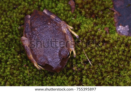 close up image of a Montane Large-eyed Litter frog from Borneo