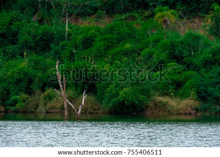 Beautiful green nature over the green water in the swamp.
