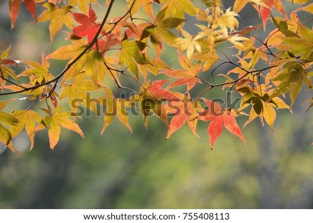 Colored maple tree in japanese autumn