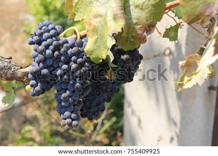 Vineyard Grapes for Wine, growing in the Puglian region of Italy - Image by 2ndHCG