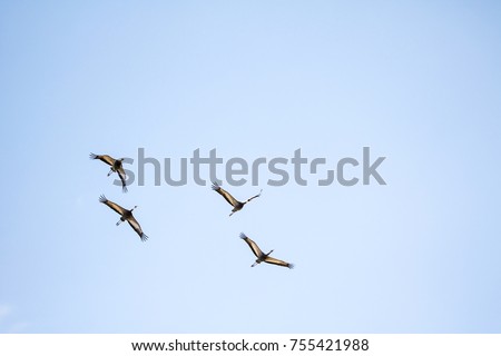 white-naped crane flying in a blue sky