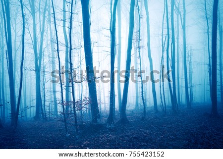 Dark blue colored foggy forest tree landscape. Color filter effect used. 