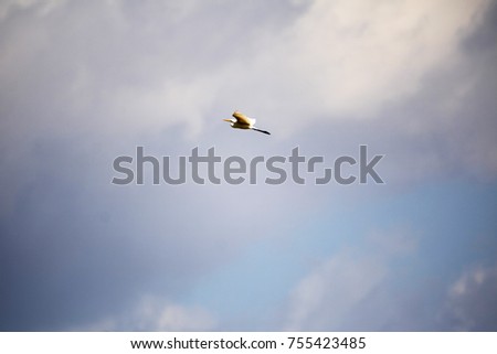 Little egret (Egretta Garzetta) flyingin a blue sky