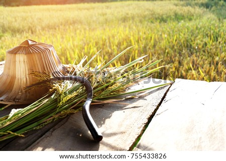 straw hat, a sickle and rice ready to be harvested. Terraced rice field in harvest season working on field in Thailand.