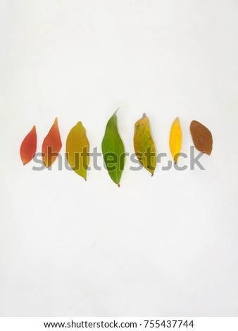 Stilllife picture of leaves from born to die. Abstract concept.Season changing of leaves.Crimate change concept.