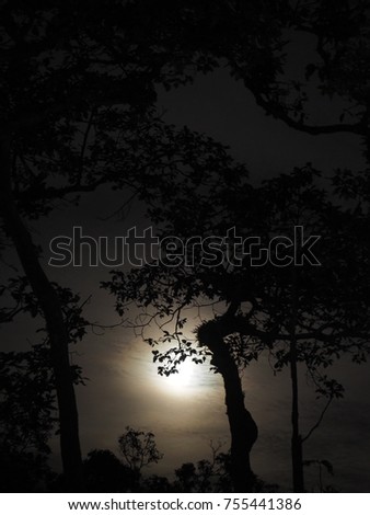 Night, light, Tree, forest
