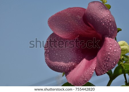 Beautiful tropical frangipani flower,plumeria flower
