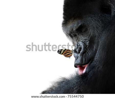 gorilla and butterfly animal friendship Royalty-Free Stock Photo #75544750