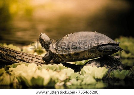 Turtle detail with natural background. Lizard's head close-up view. Small wild reptile. 
