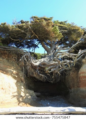 Tree Root Cave on Kalaloch Beach, WA