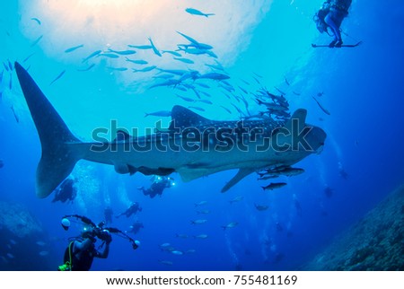 Photographer Scuba diving and camera in hand with whale shark  at Losin sea ,Thailand