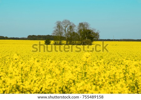 Beautiful trees in Canola, Rapeseed, colza flowers field  background