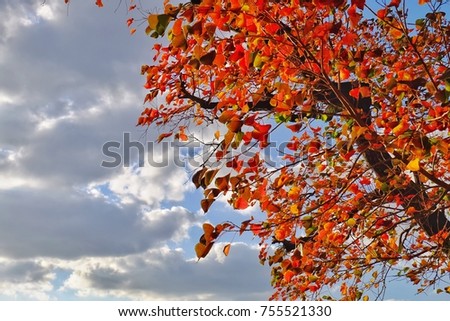 Beautiful leave red and orange colour in Autumn season with sky