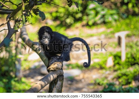 Baby Spider Monkey in the Amazon rainforest of Manu National Park, Peru