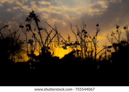 Flower silhouette on sunset