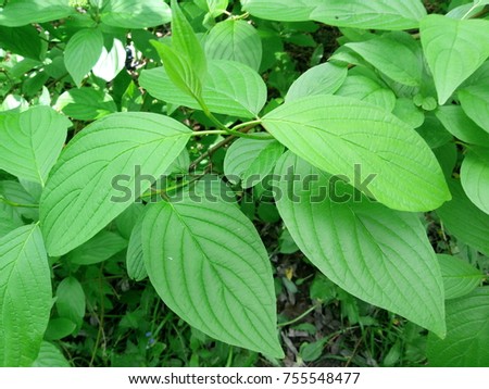 green foliage of a bush