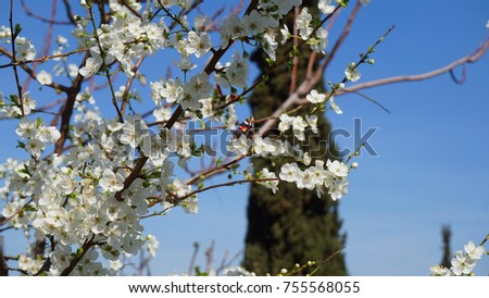 Spring photo of beautiful butterfly with stunning colors sitting on an almond tree in blossom                    