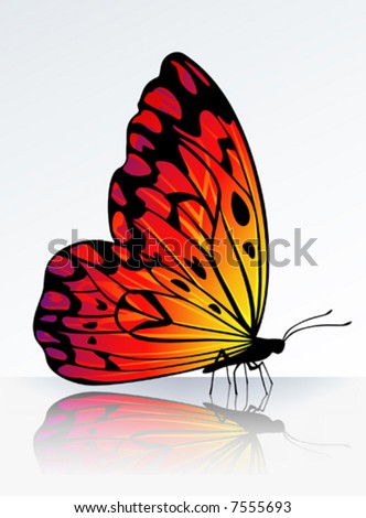 Beautiful fire-colored butterfly on reflecting surface