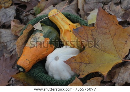 Small pumpkins among autumn fallen leaves 
