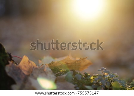 Small pumpkins among autumn fallen leaves 
