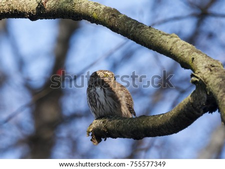 Eurasian pygmy owl sitting on branch. Cute little night hunter. Bird in wildlife.