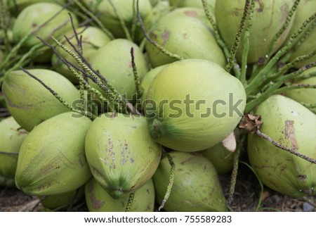 Bunches of fresh coconut on floor in the garden