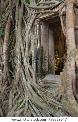 Buddha statue in old church which covered by banyan tree root at Wat Bang Kung, Amphawa in Samut Songkhram province, Thailand.