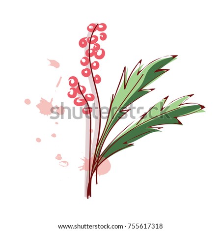 graphic design editable for your design, hand drawn cherries and Christmas tree branches  isolated on white background. vector illustration. 