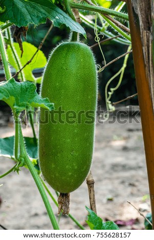 Winter melon in the vegetable garden