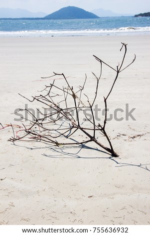 Beach and branch abstract nature