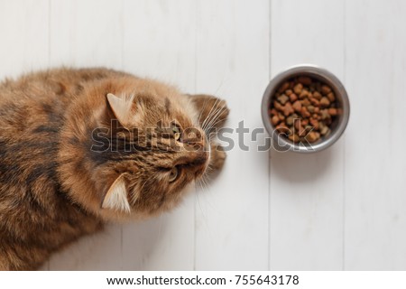 Cat eating from a bowl on white wooden planks Royalty-Free Stock Photo #755643178